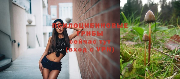 стаф Каменка